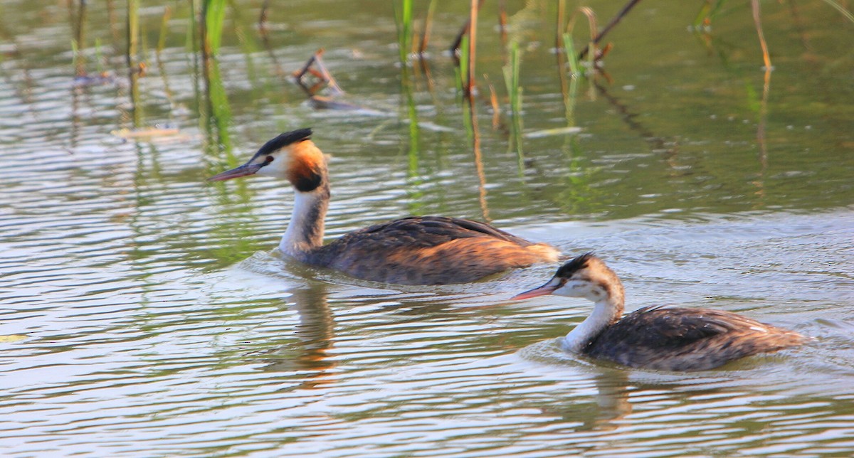 Great Crested Grebe - ML207074501