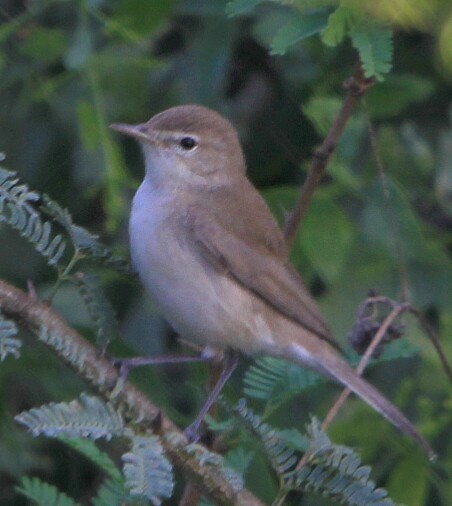 Booted Warbler - ML207074951