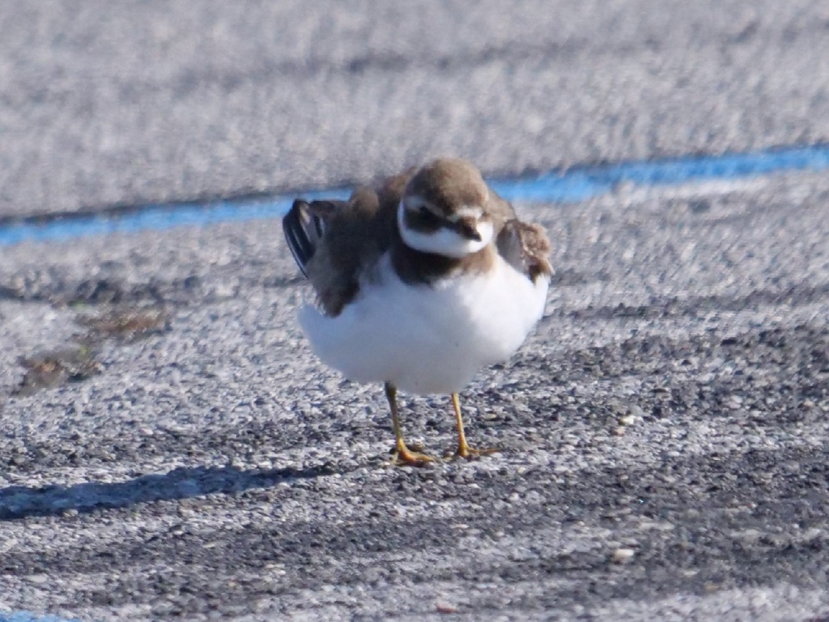 Semipalmated Plover - ML207077601