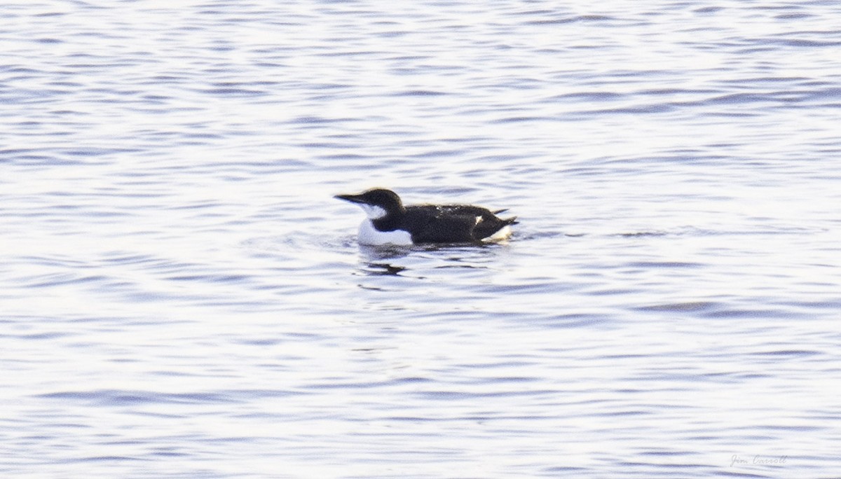 Thick-billed Murre - ML207077661