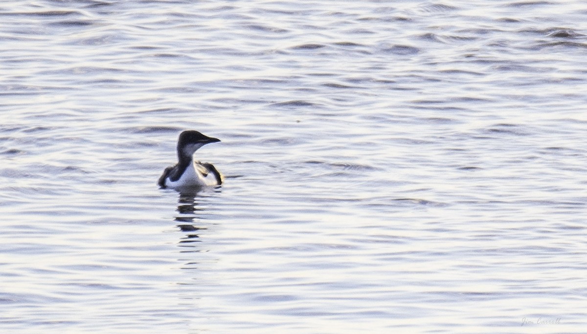 Thick-billed Murre - ML207077691