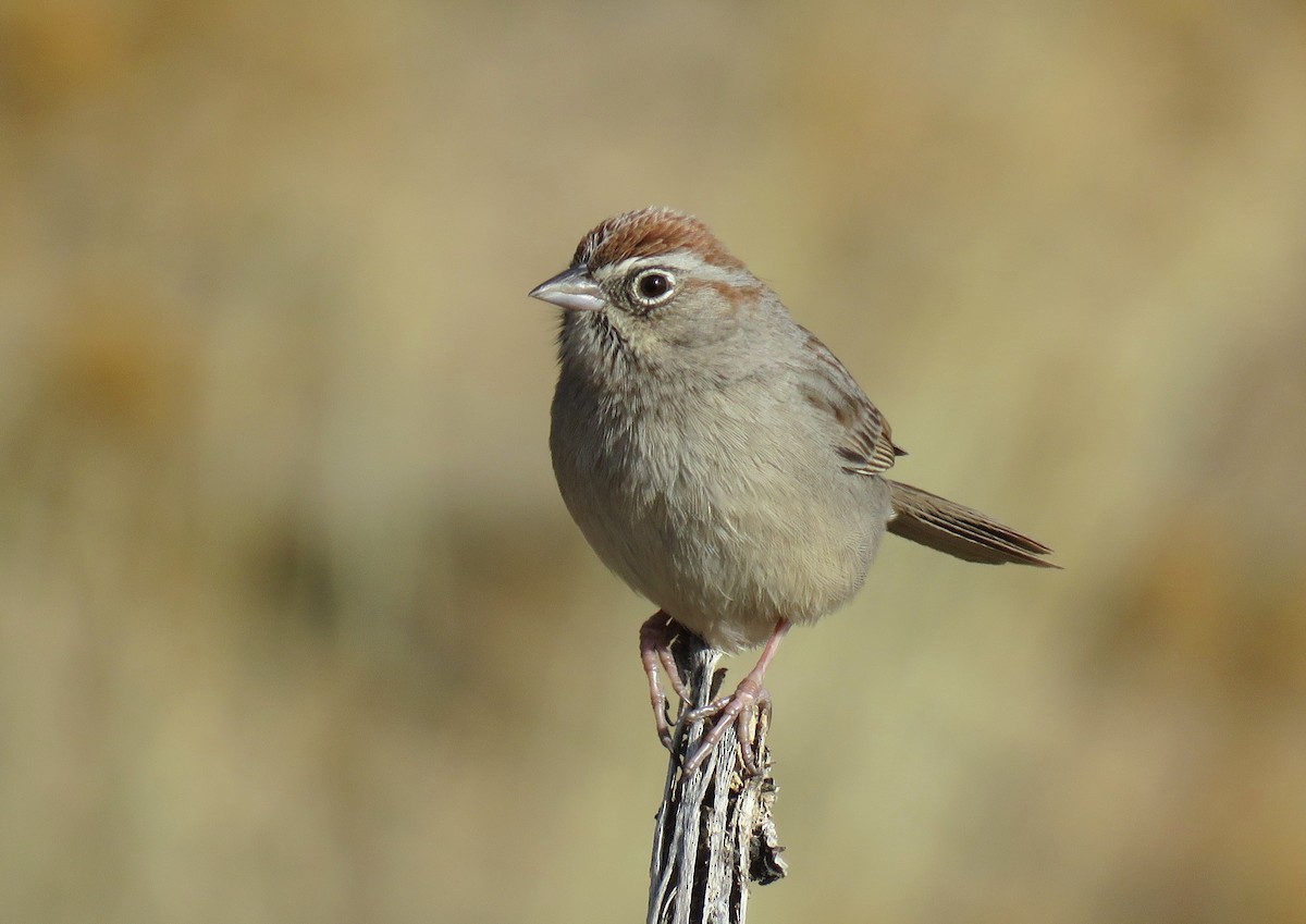 Rufous-crowned Sparrow - ML207077951