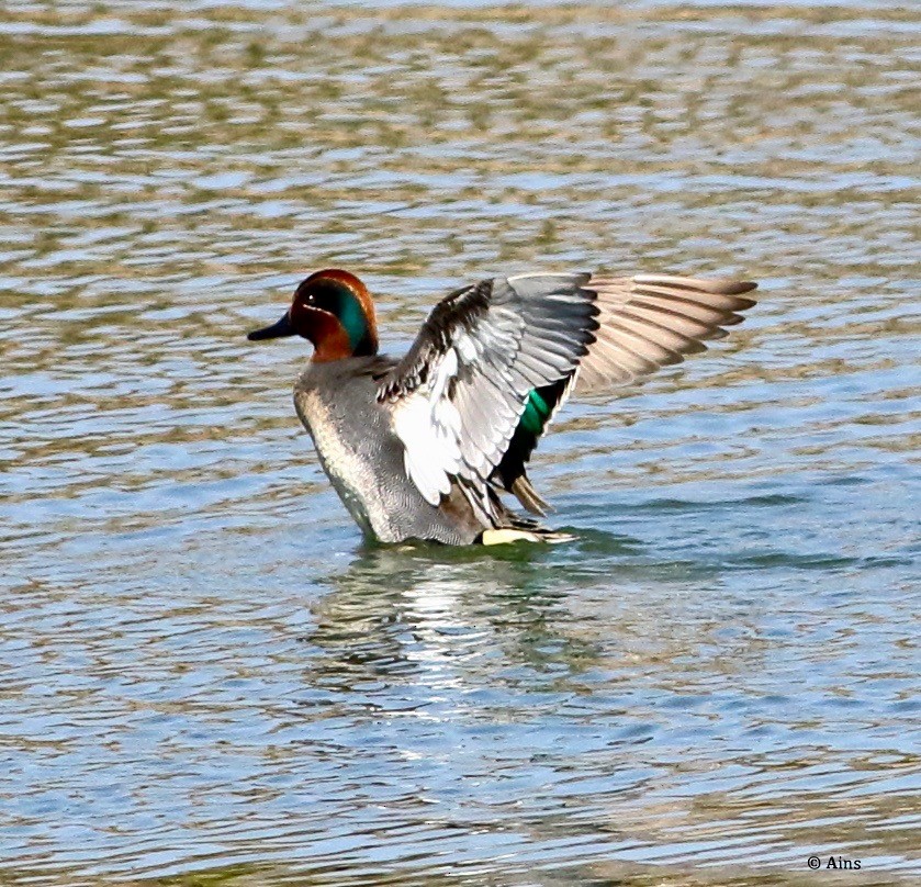 Green-winged Teal - ML207079951