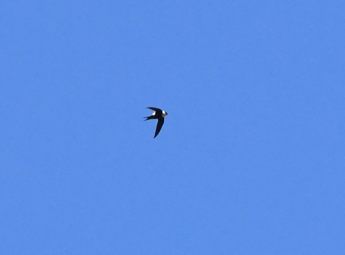 Lesser Swallow-tailed Swift - Joshua Vandermeulen