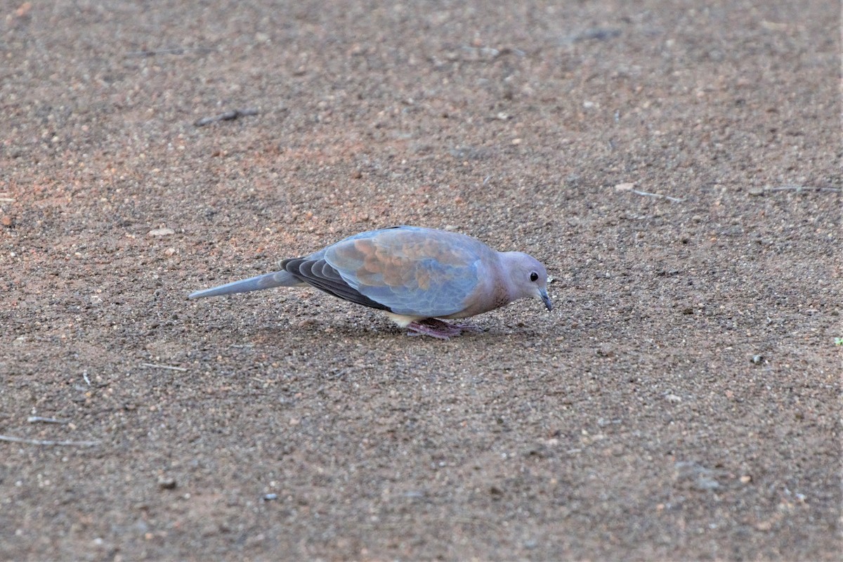 Laughing Dove - ML207085171