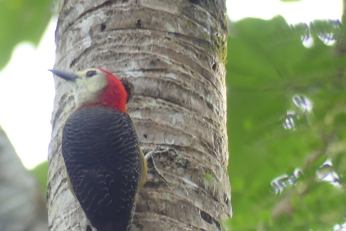 Jamaican Woodpecker - ML207085911