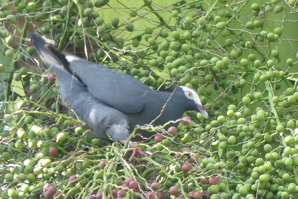 White-crowned Pigeon - ML207087031