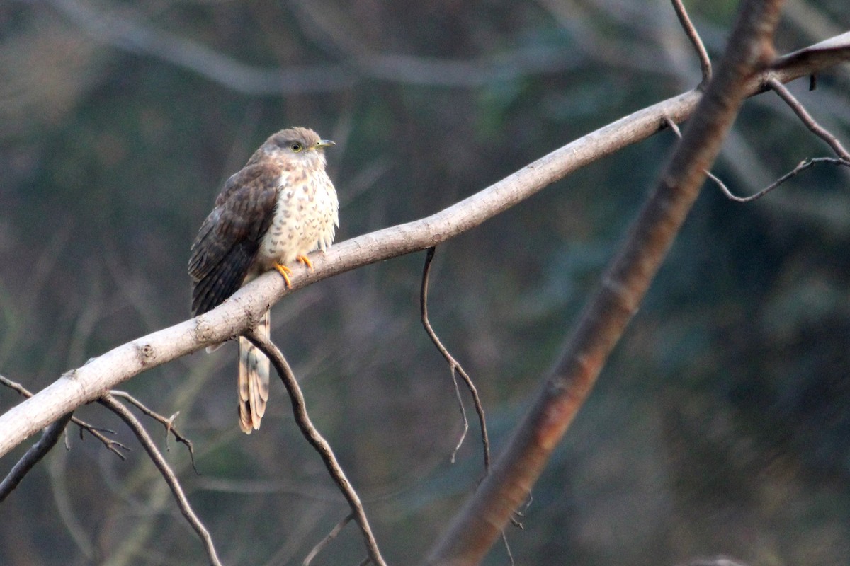 Common Hawk-Cuckoo - LALIT MOHAN BANSAL