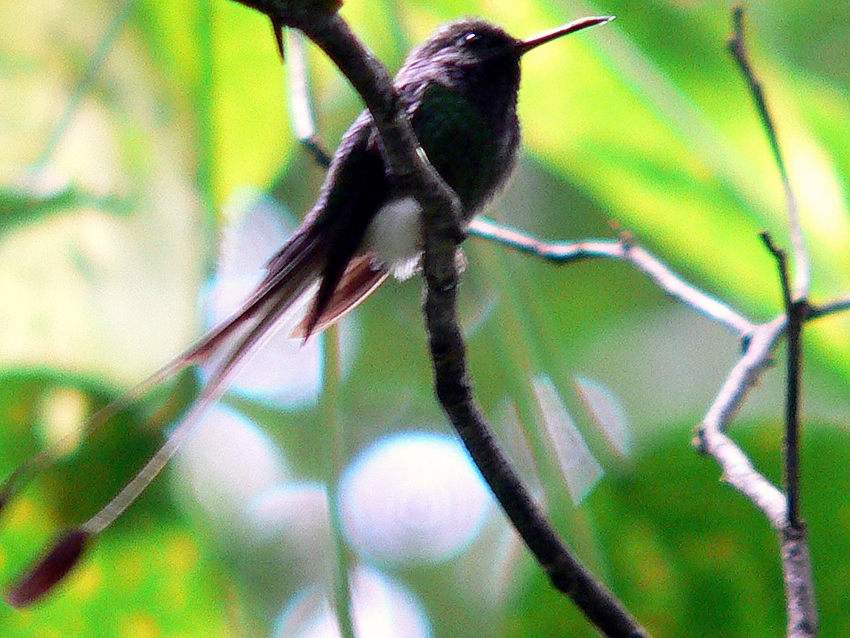 White-booted Racket-tail - Brian Daniels