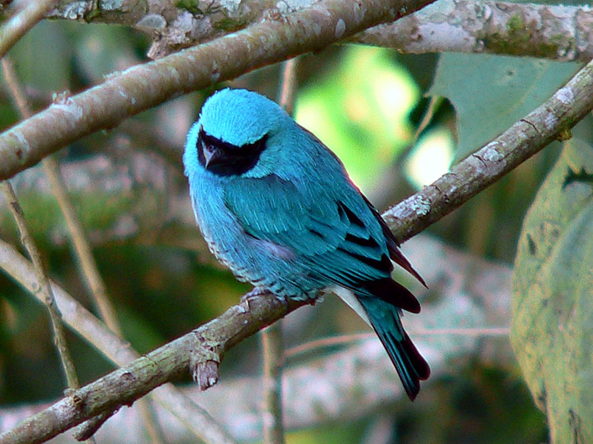 Swallow Tanager - ML207089511