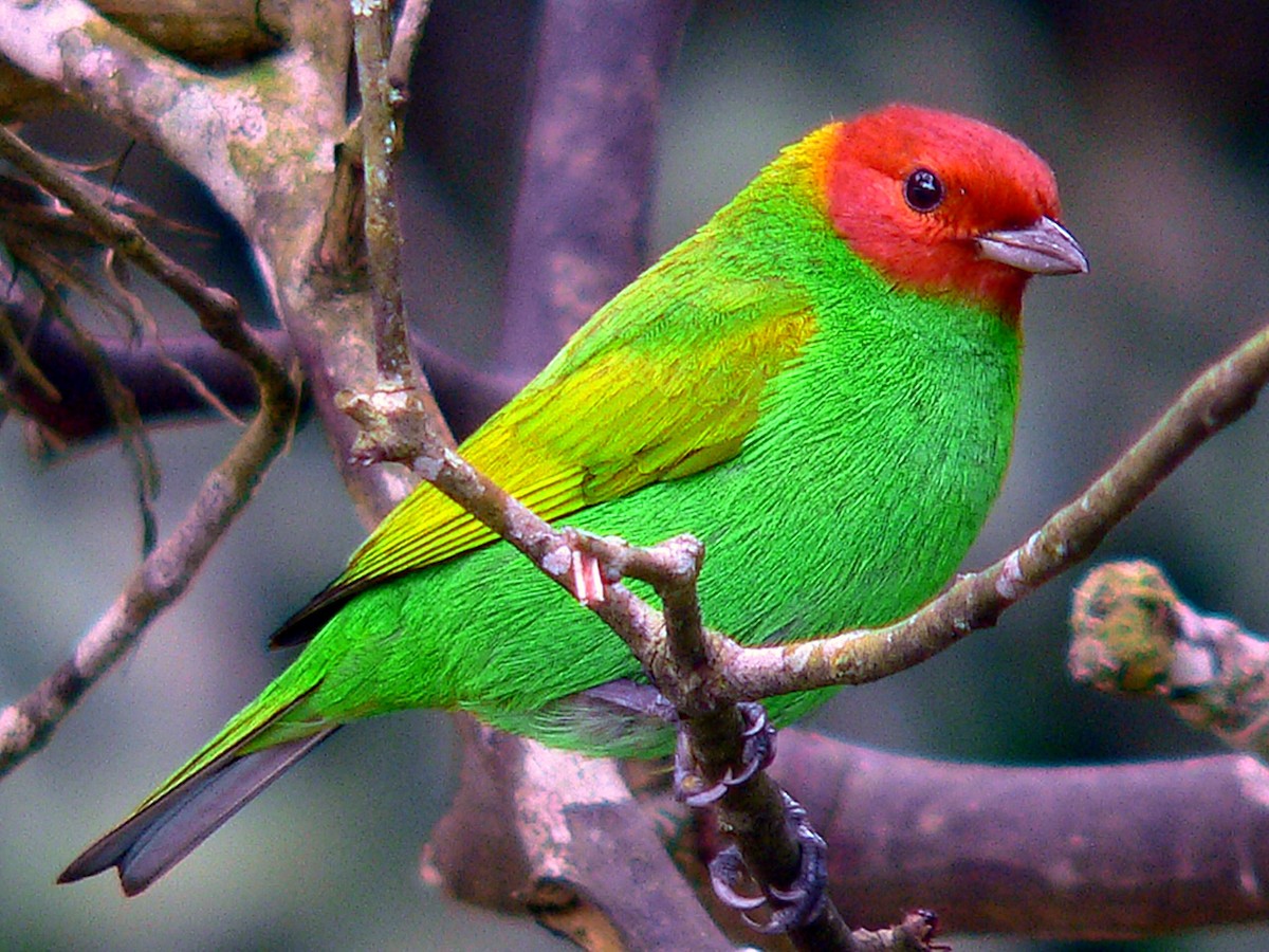 Bay-headed Tanager - ML207089591