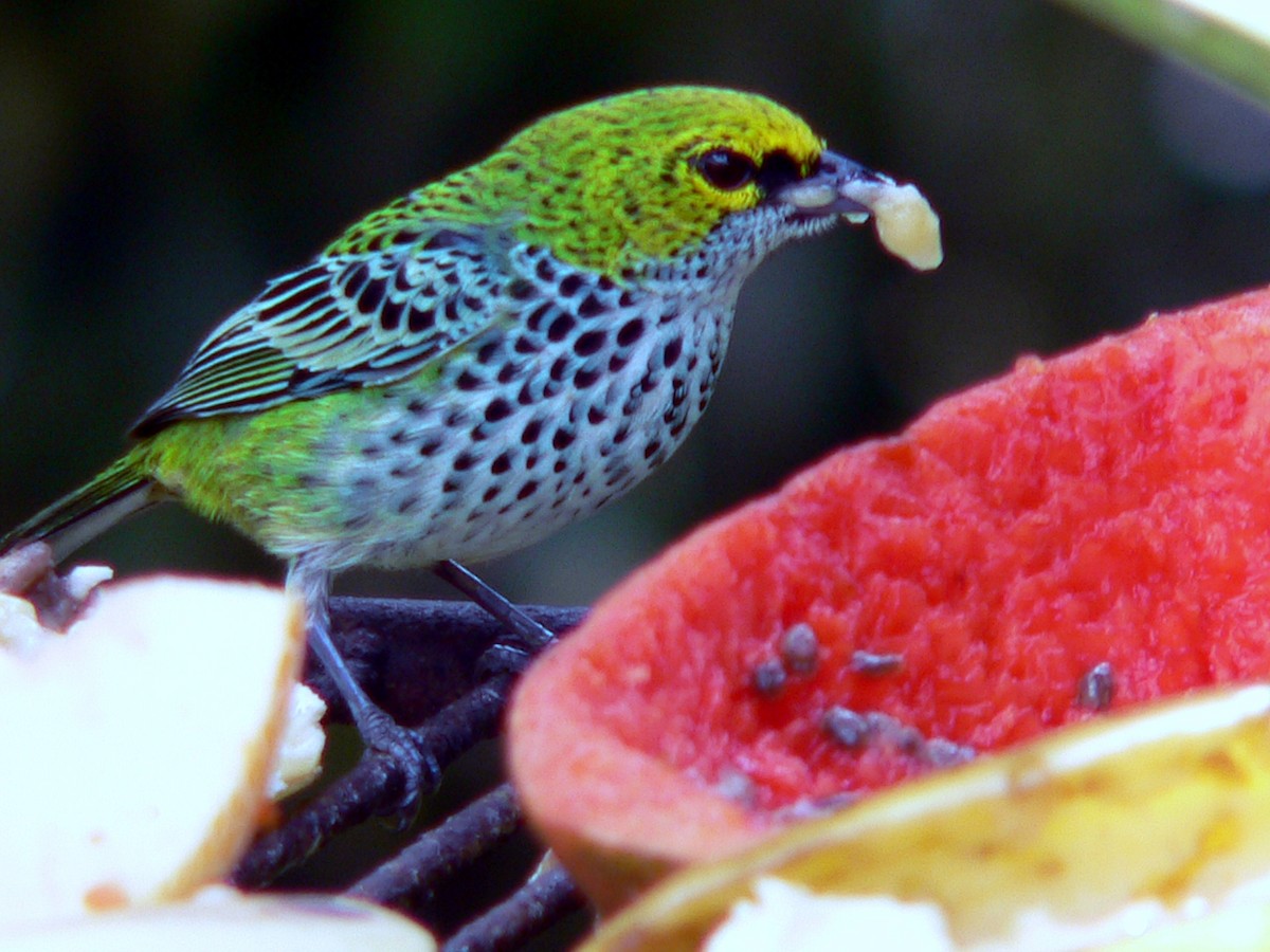 Speckled Tanager - ML207089701