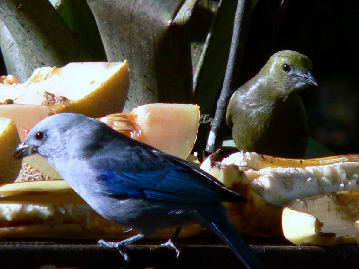 Palm Tanager - Brian Daniels