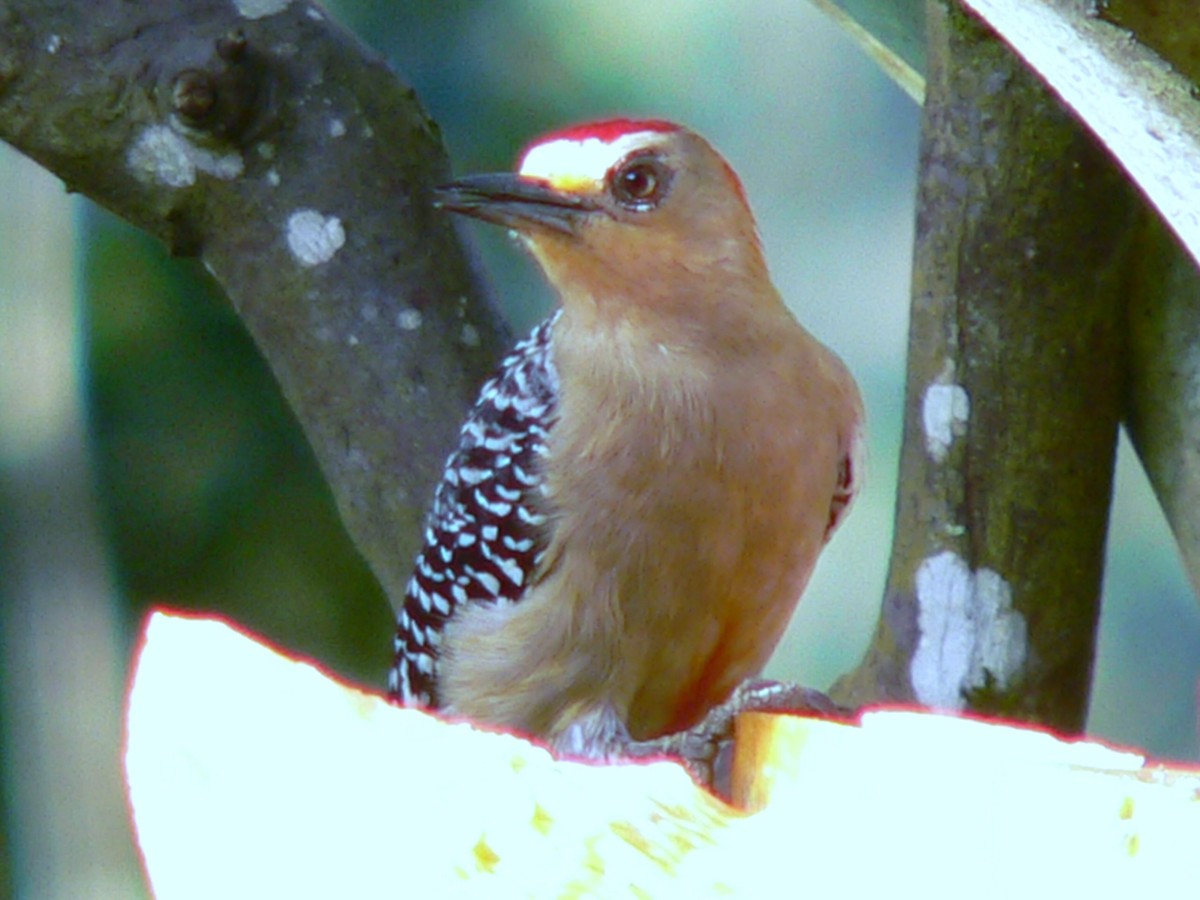Red-crowned Woodpecker - ML207089921