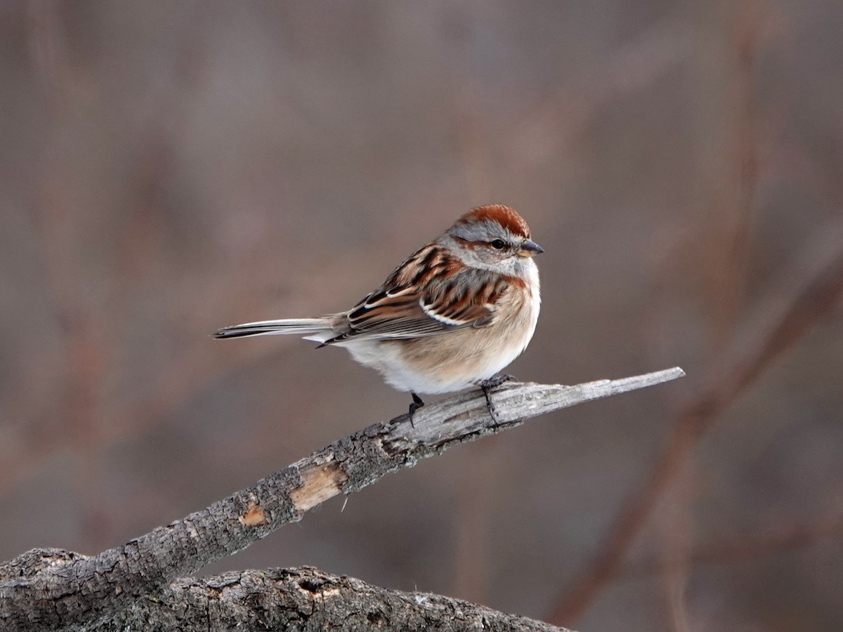 American Tree Sparrow - Clem Nilan