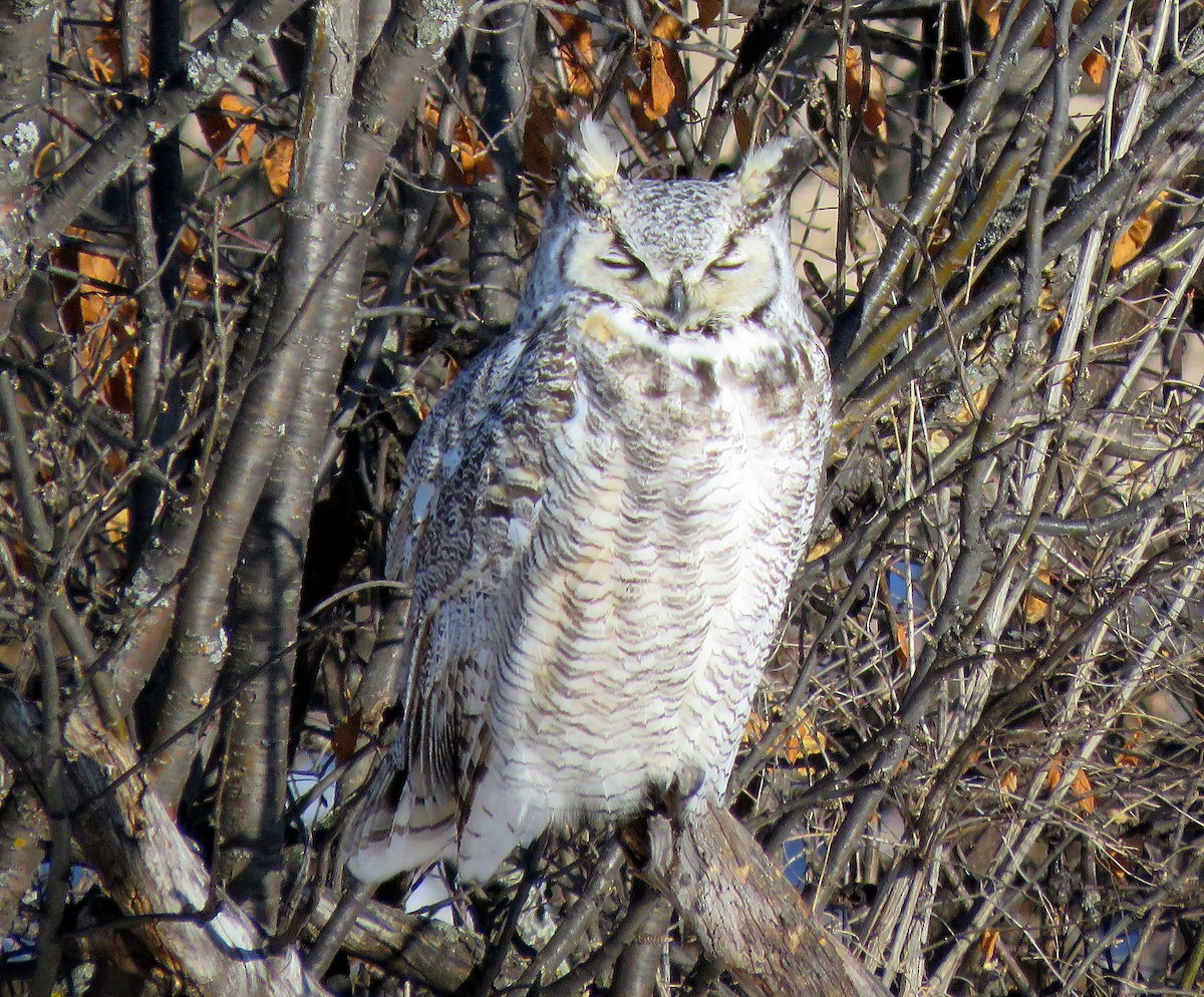 Great Horned Owl - ML207096041