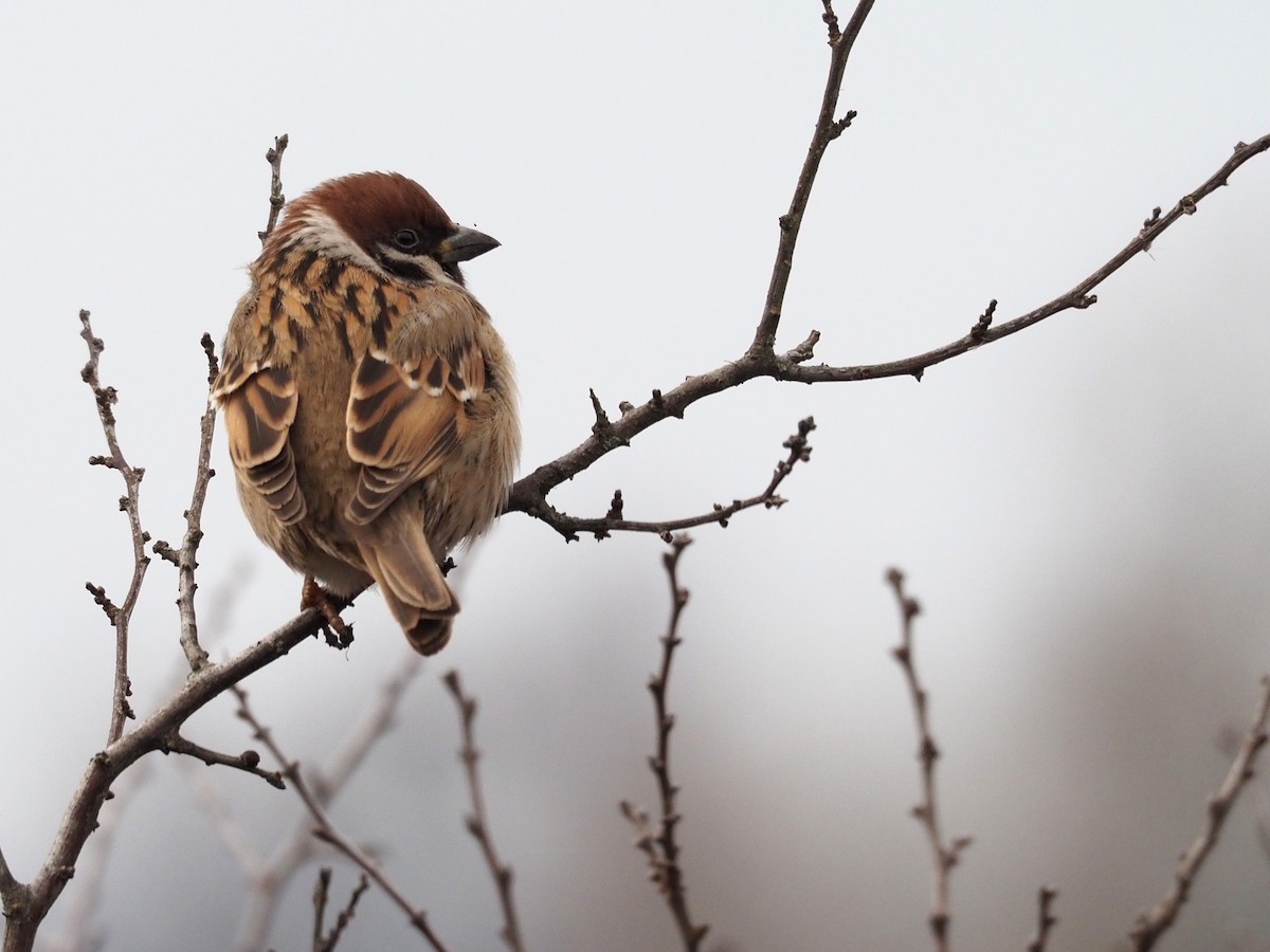 Eurasian Tree Sparrow - Kostyantyn Grinchenko