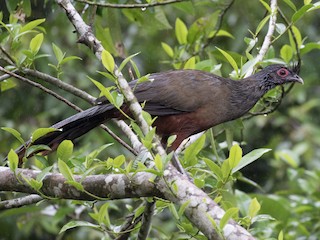  - Rufous-bellied Chachalaca
