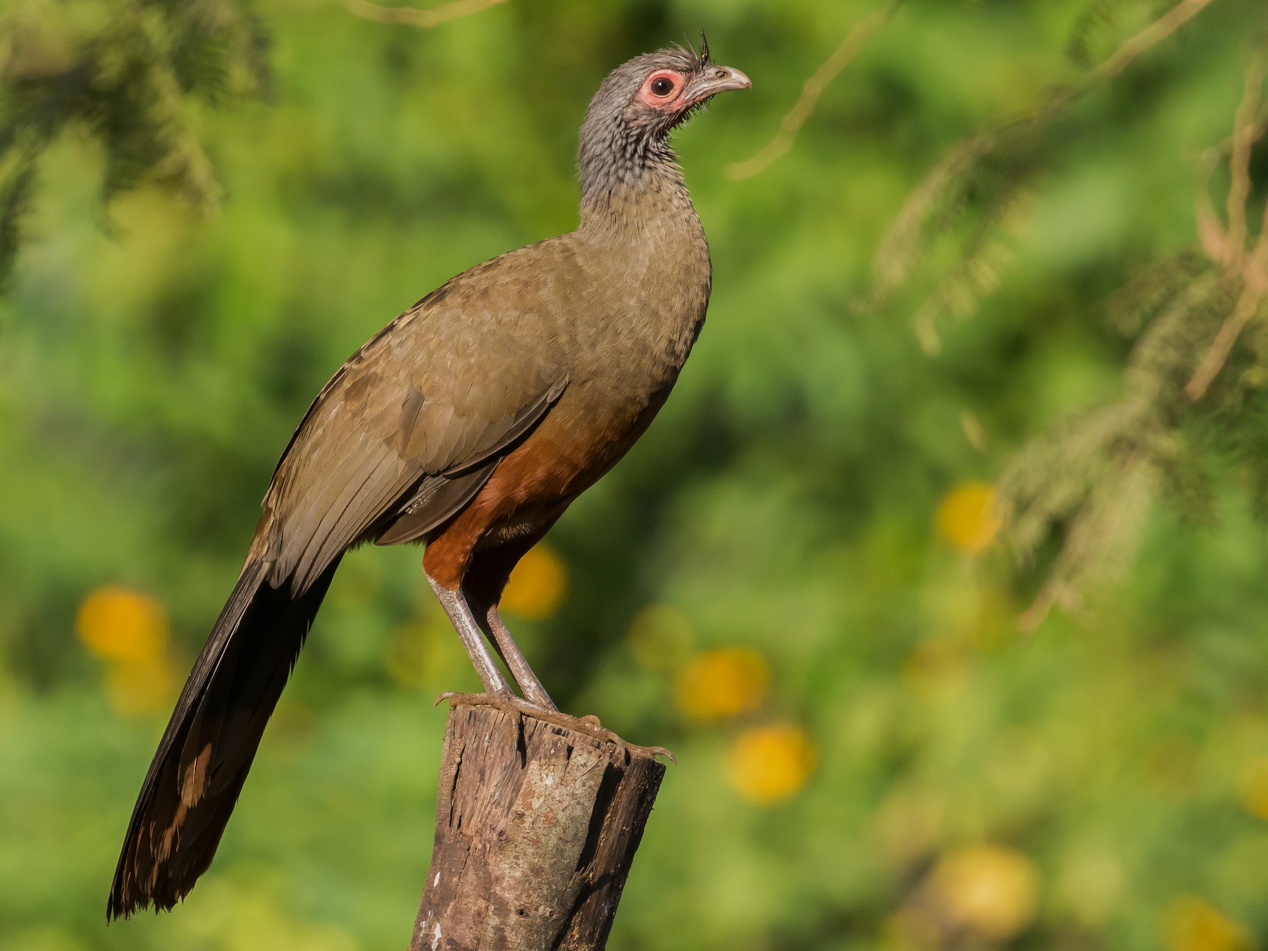 Rufous-bellied Chachalaca - Ian Burgess