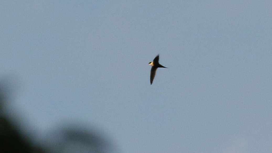 Lesser Swallow-tailed Swift - Michael Woodruff