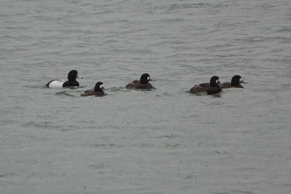 Greater Scaup - ML207103091