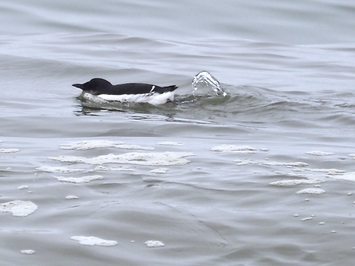 Thick-billed Murre - ML207105011