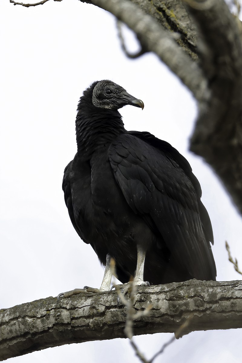 Black Vulture - ML207105131