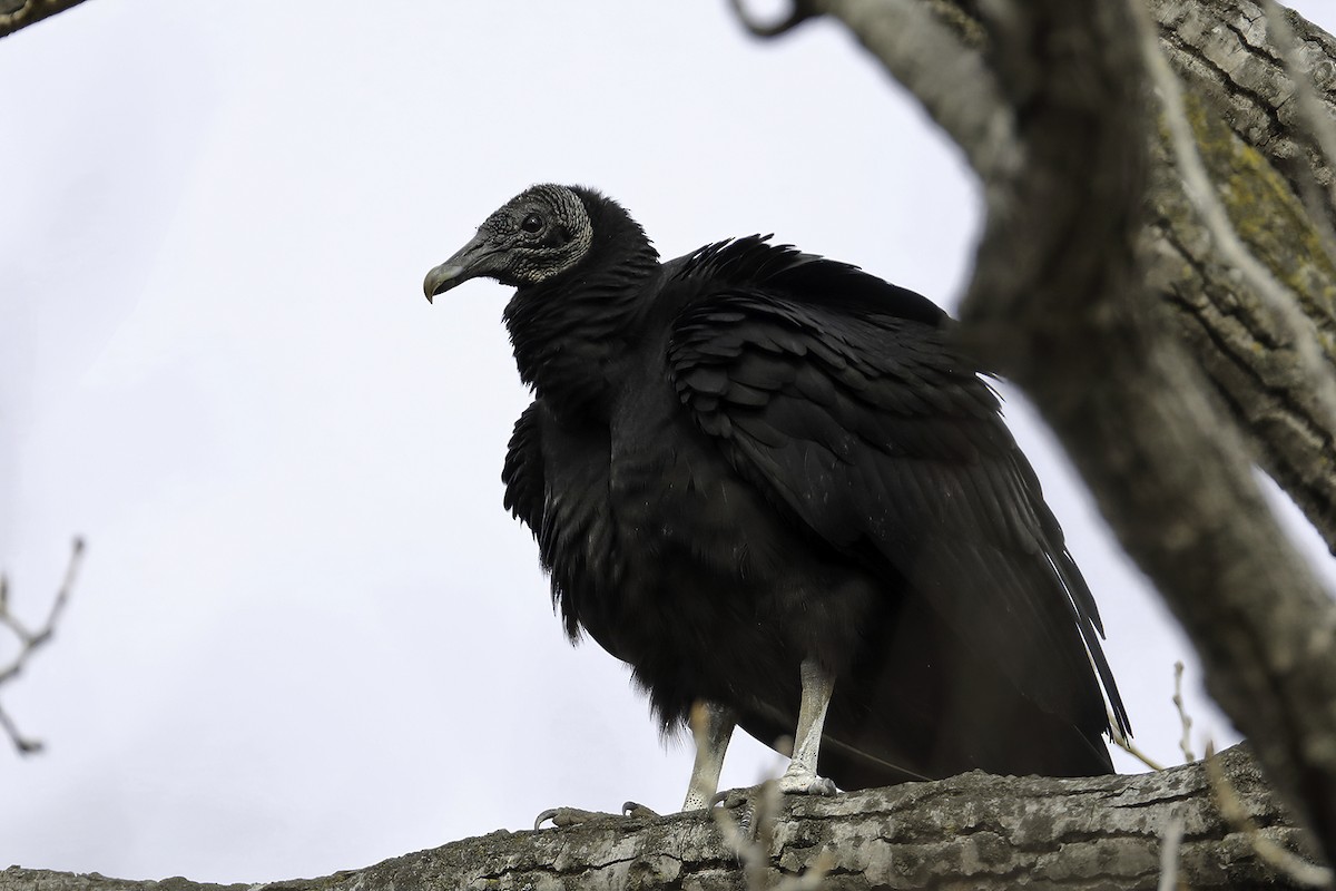 Black Vulture - ML207105181