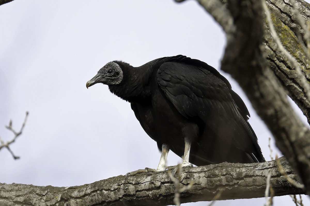 Black Vulture - ML207105241
