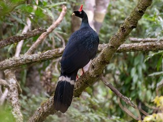 ツノシャクケイ - eBird