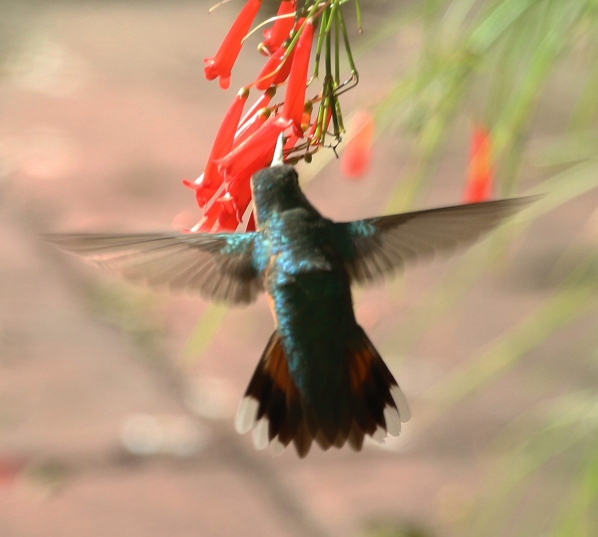 Broad-tailed Hummingbird - ML20711521