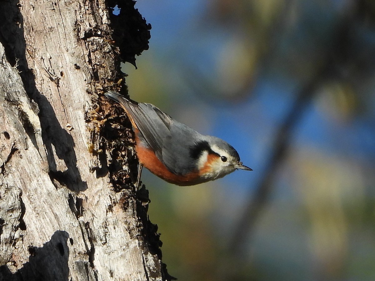 White-browed Nuthatch - Barry Reed