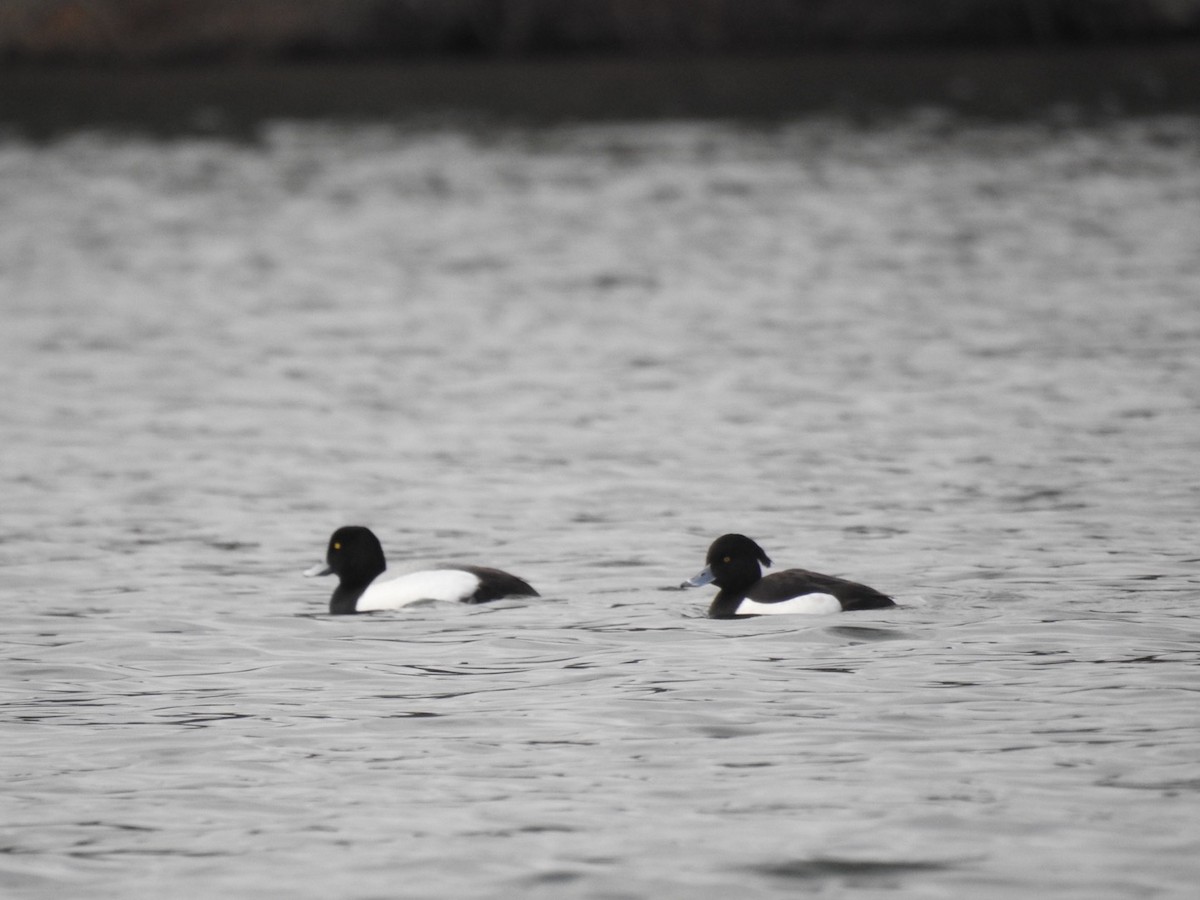 Tufted Duck - ML207116221
