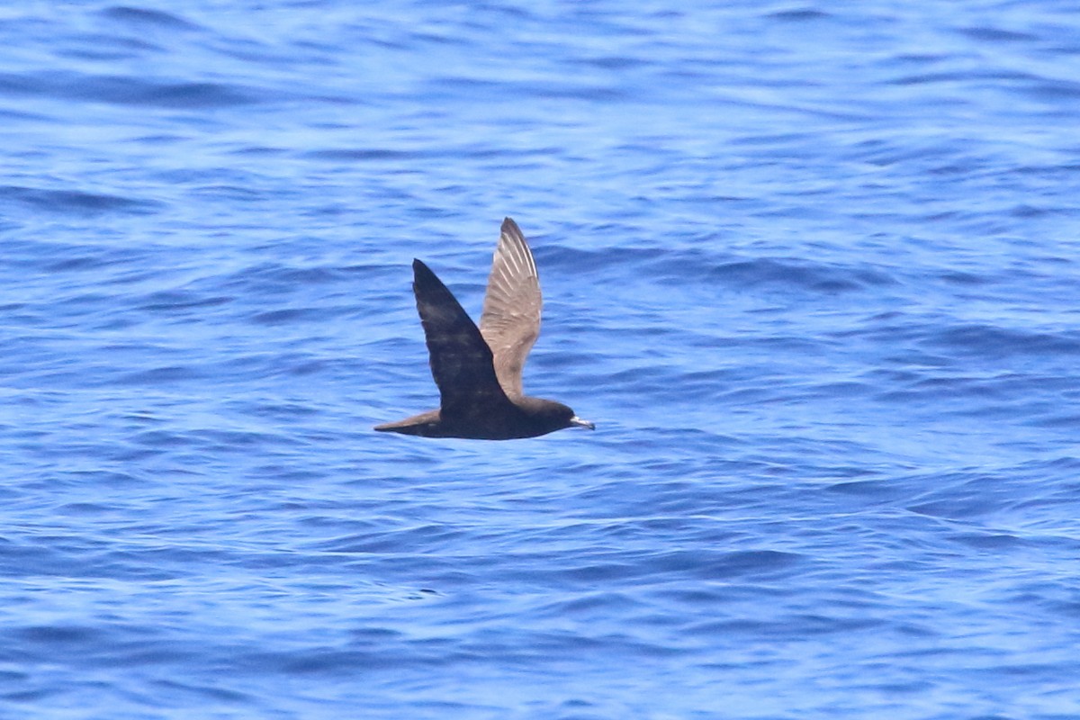 Flesh-footed Shearwater - ML207118421