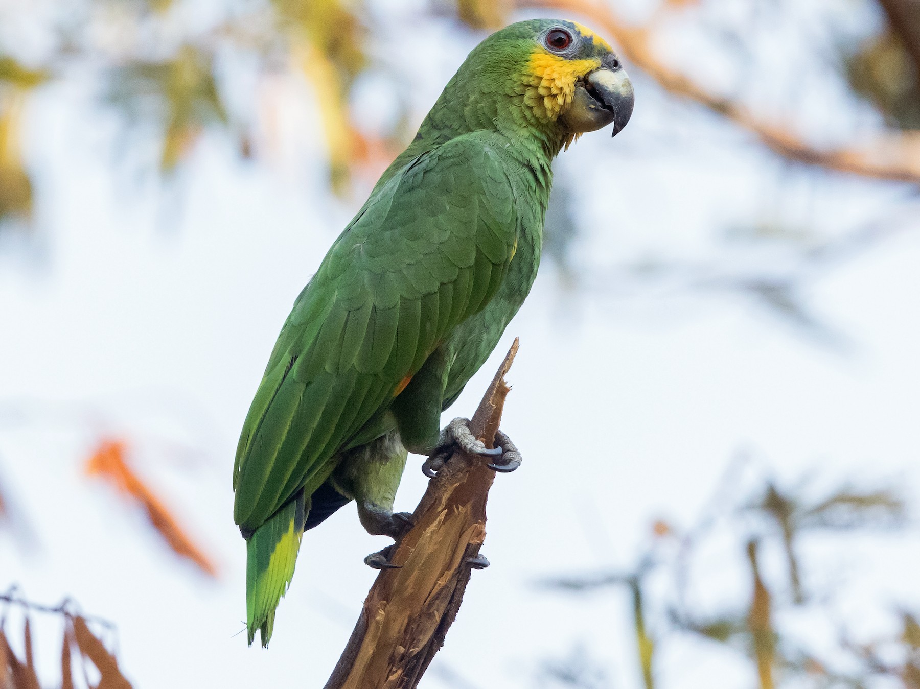 orange parrot bird