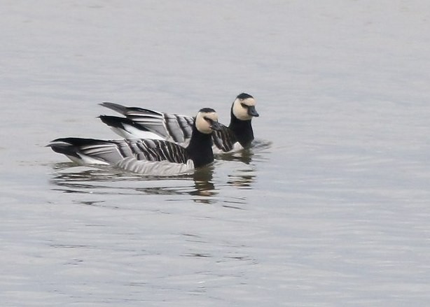 Barnacle Goose - Yves Gauthier (Mtl)