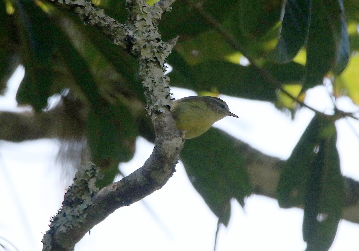 Timor Leaf Warbler (Flores) - ML207119431