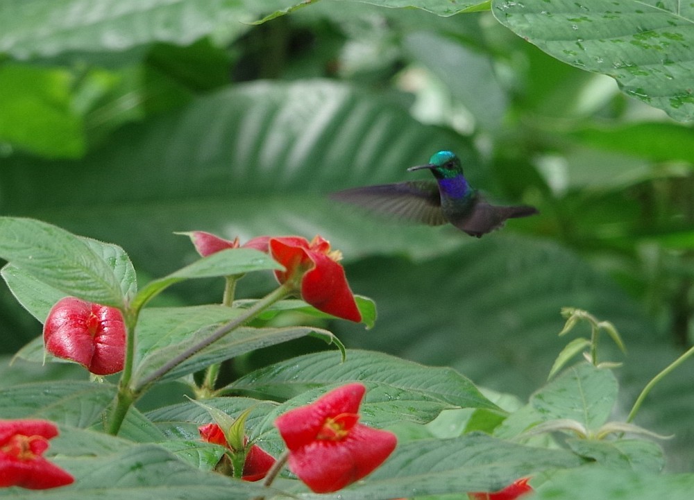 Blue-chested Hummingbird - Michał B