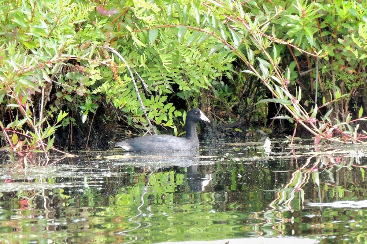 American Coot (Red-shielded) - ML20712041