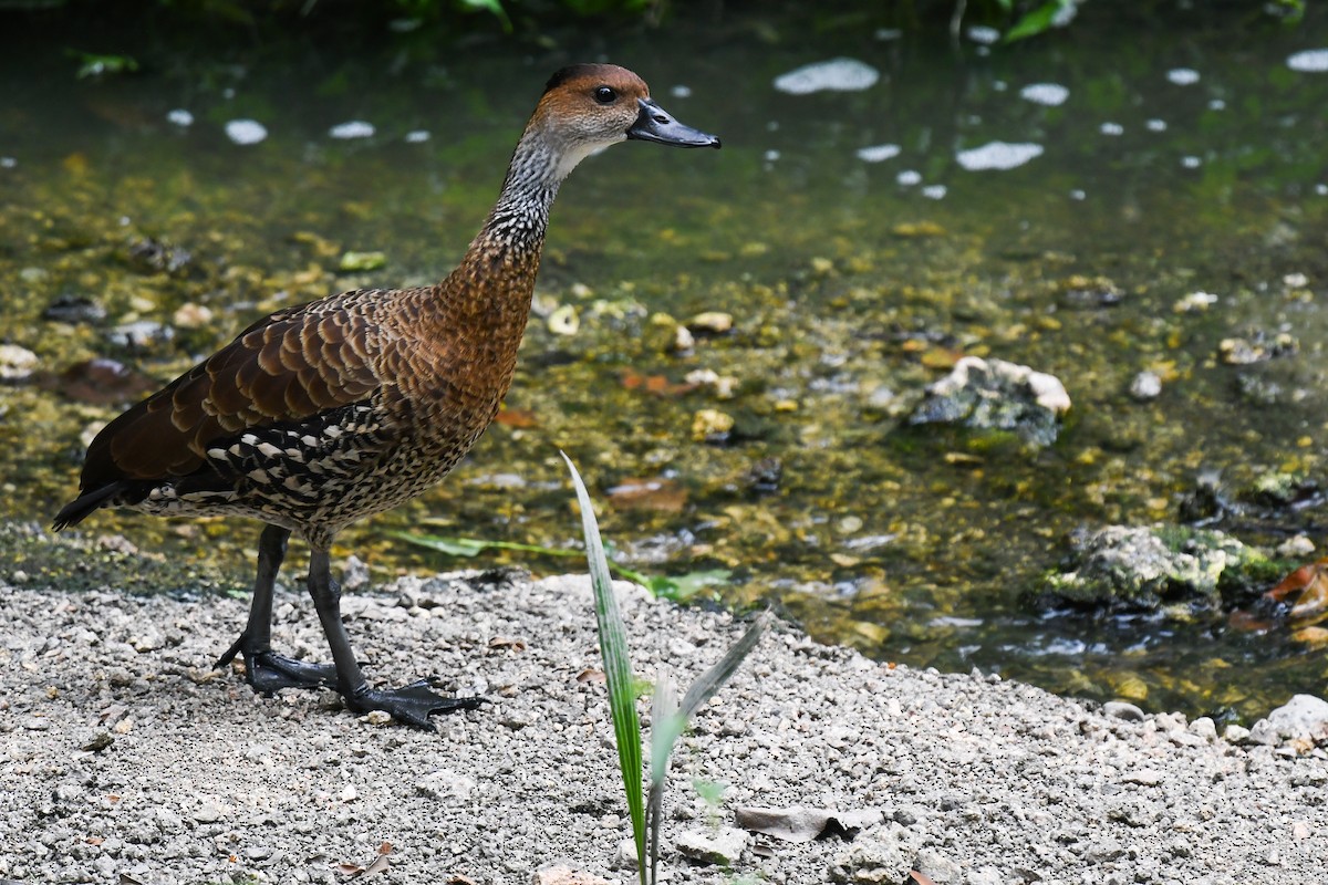 West Indian Whistling-Duck - ML207125171