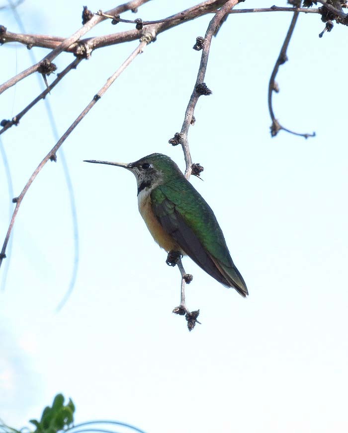 Broad-tailed Hummingbird - ML20712531