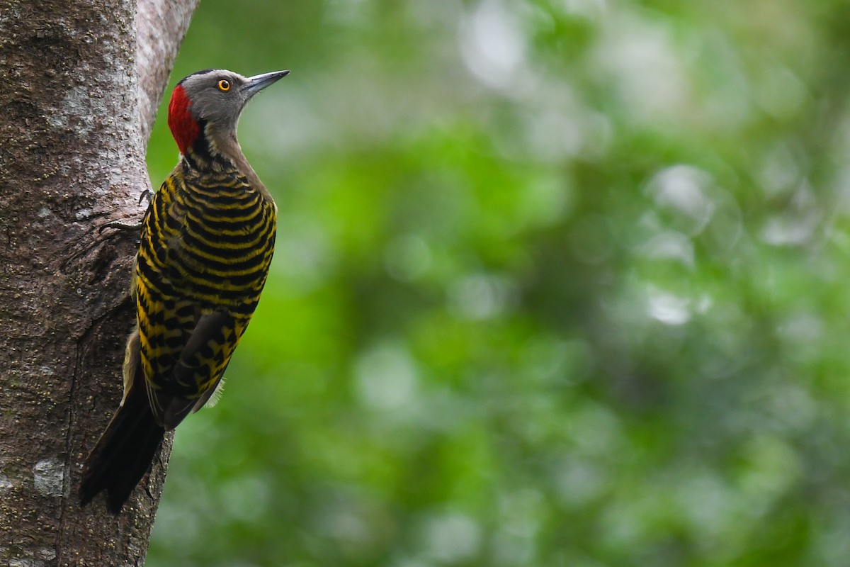 Hispaniolan Woodpecker - ML207125311