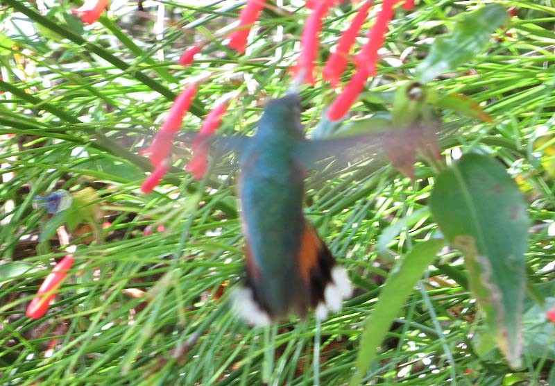 Broad-tailed Hummingbird - ML20712541