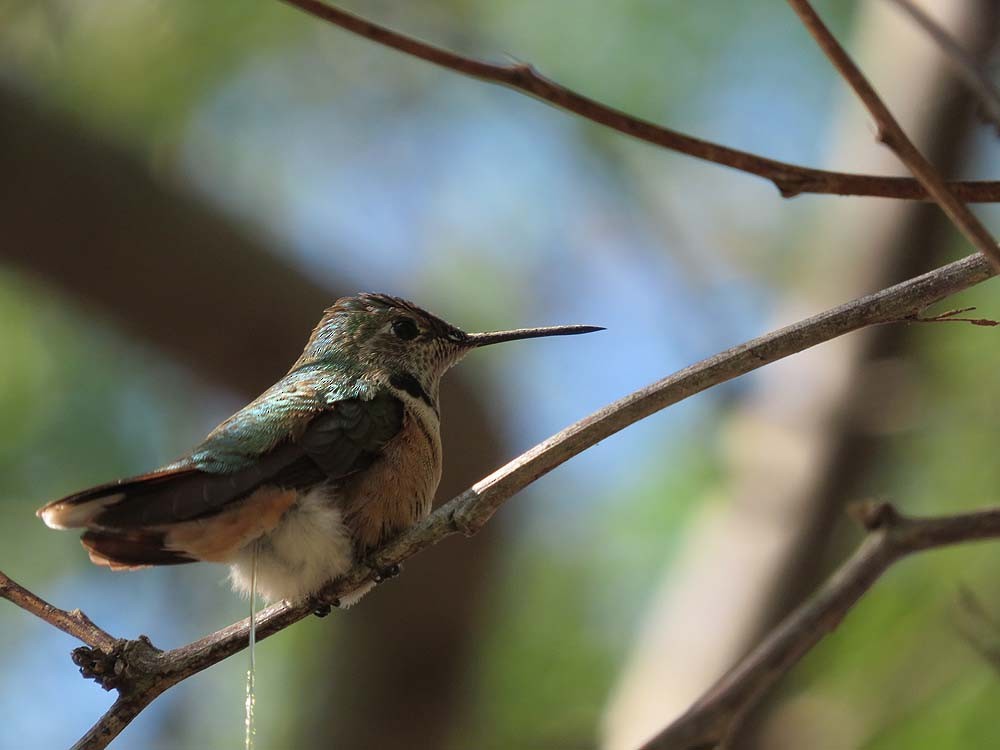 Broad-tailed Hummingbird - ML20712551