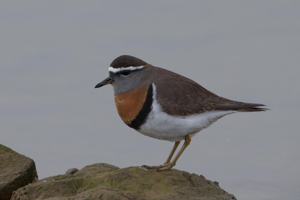 Rufous-chested Dotterel - ML207126851