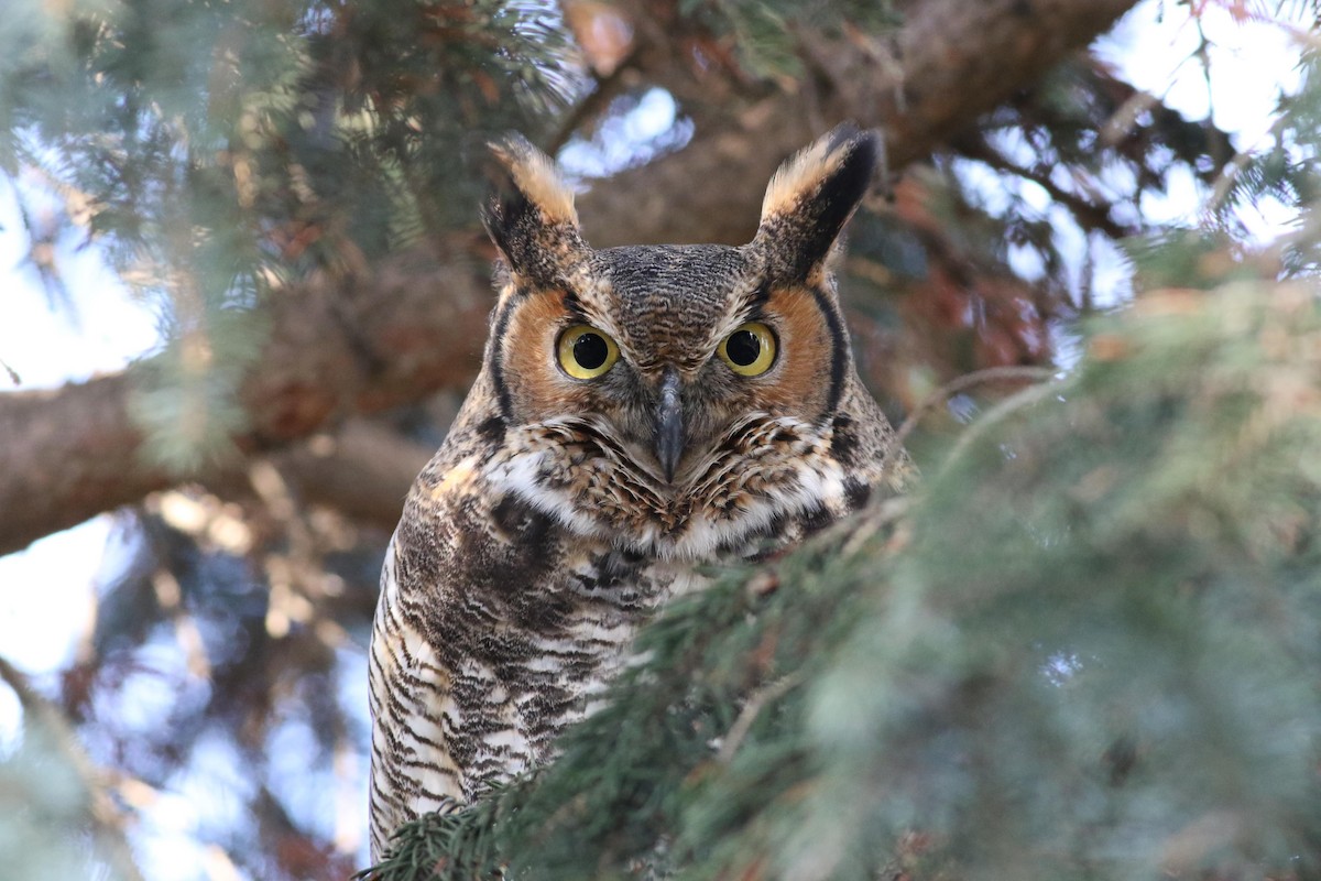 Great Horned Owl - ML207128401