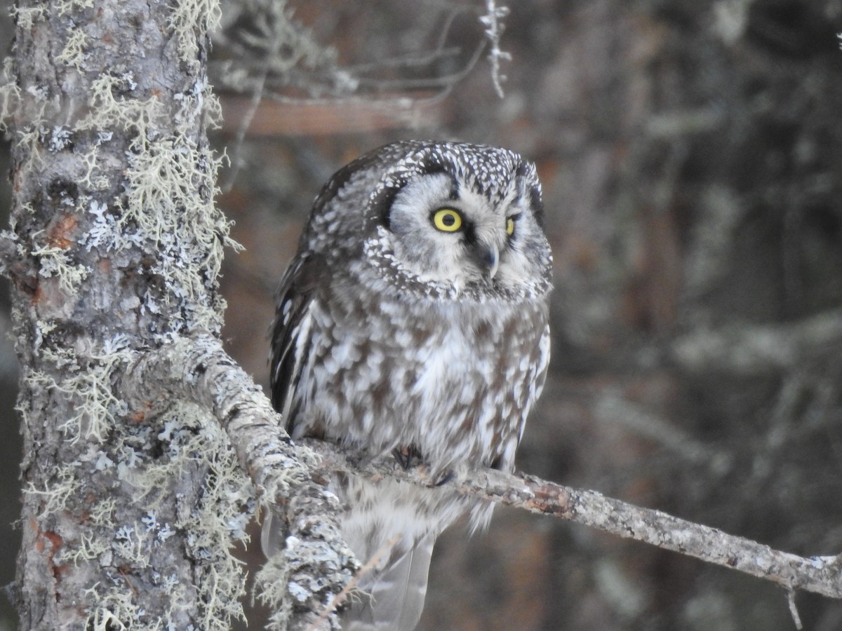 eBird Checklist - 3 Feb 2020 - Sax-Zim Bog--Admiral Rd. feeding station ...