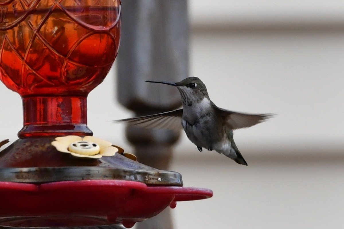 Black-chinned Hummingbird - Tony Futcher