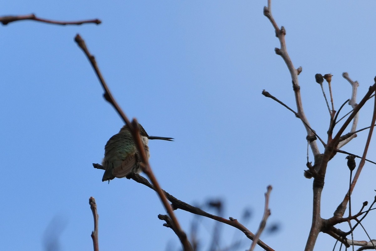 Black-chinned Hummingbird - Tony Futcher