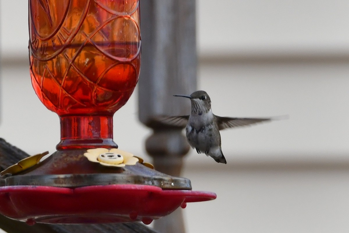 Black-chinned Hummingbird - ML207142191